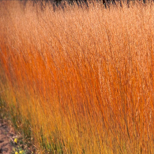 Molinia Caerulea 'Heidebraut' 100-125 Cm. - Herbaceous - Windyridge Garden Centre