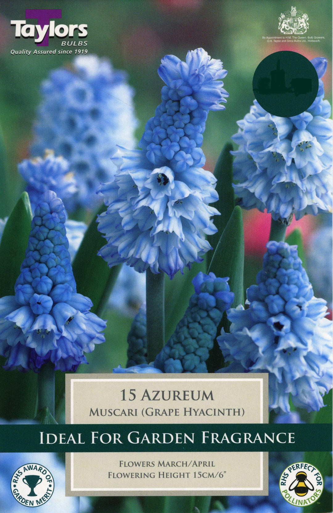 MUSCARI AZUREUM 18