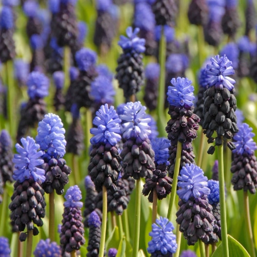 Muscari Latifolium - Bulbs - Windyridge Garden Centre