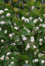 Myrtus Communis 3 Ltr Pot - Shrubs - Windyridge Garden Centre