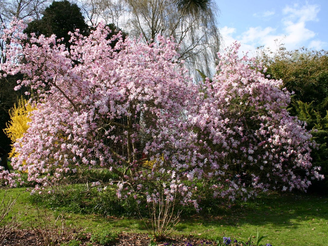 Magnolia Loebneri Leonard Messel - Trees - Windyridge Garden Centre
