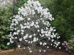 Magnolia Stellata - Shrubs - Windyridge Garden Centre