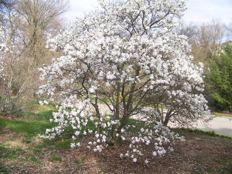 Magnolia Stellata - Shrubs - Windyridge Garden Centre
