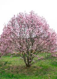 Magnolia Soulangeana - Trees - Windyridge Garden Centre