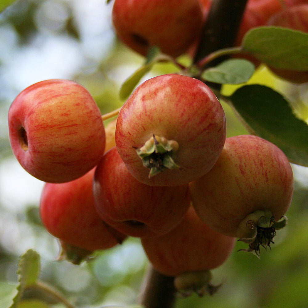 MALUS EVERESTE