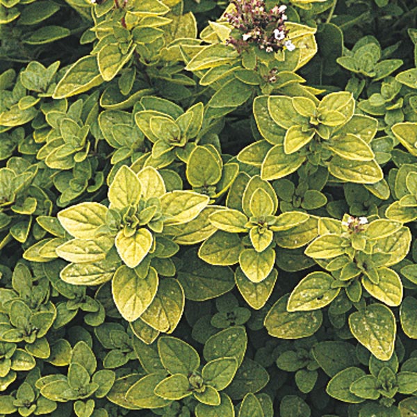 Marjoram Golden - Grow Your Own - Windyridge Garden Centre