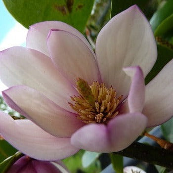 Michelia Fairy Magnolia Blush - Shrubs - Windyridge Garden Centre