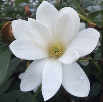 Michelia Fairy Magnolia White - Shrubs - Windyridge Garden Centre