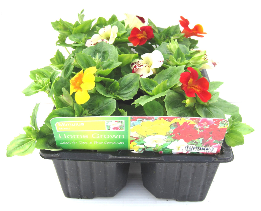 Mimulus Pack