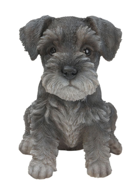 PP Min Schnauzer Puppy F