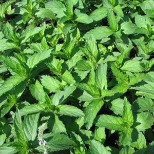 Mint Swiss Spearmint