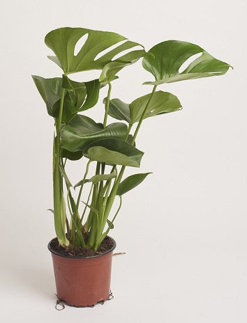 Monstera Delicosa - Indoor Plants - Windyridge Garden Centre