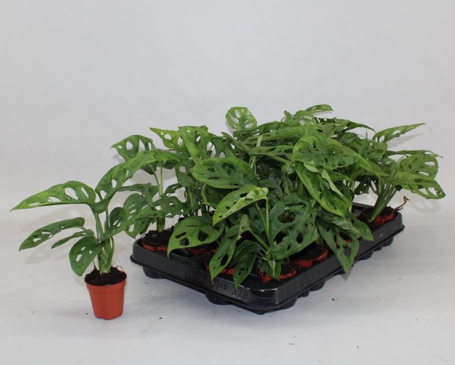 Monstera obliqua  P 5.5