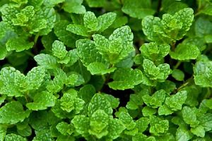 Mint Moroccan 9cm