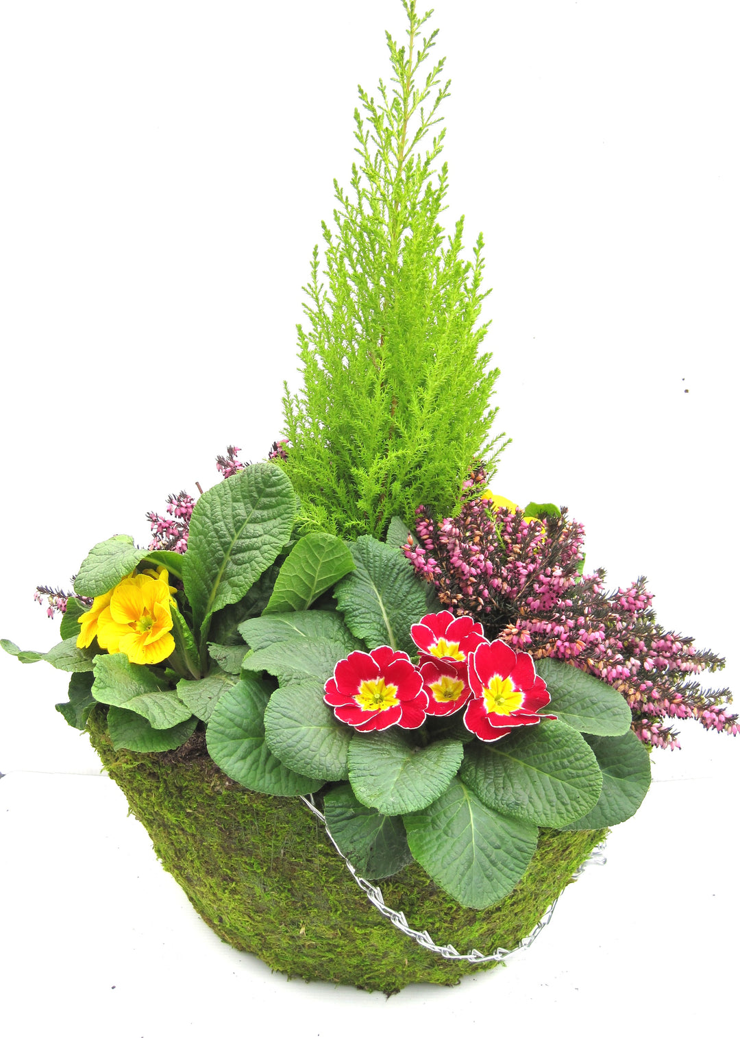 Moss Hanging Basket