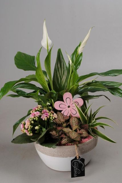 Mothers Day Arrangement In Ceramic Bowl - Indoor Plants - Windyridge Garden Centre
