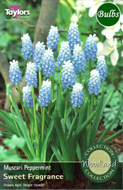 Muscari Peppermint - Bulbs - Windyridge Garden Centre