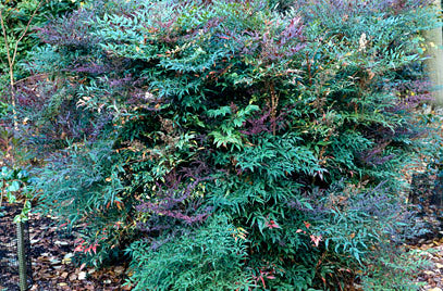 NANDINA DOMESTICA CLT 18 H 60 - 80 CM