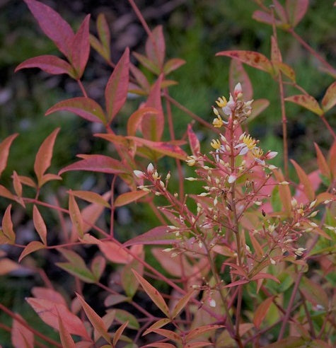 NANDINA DOM. GULF STREAM RUBRA CLT 10