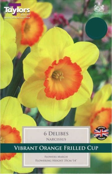 NARCISSUS DELIBES 7