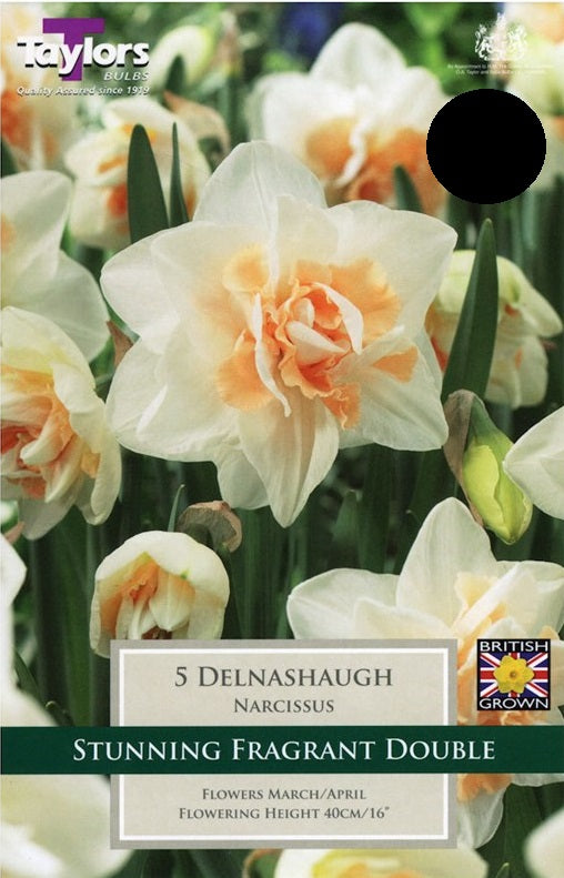 Narcissi Delnashaugh - Bulbs - Windyridge Garden Centre
