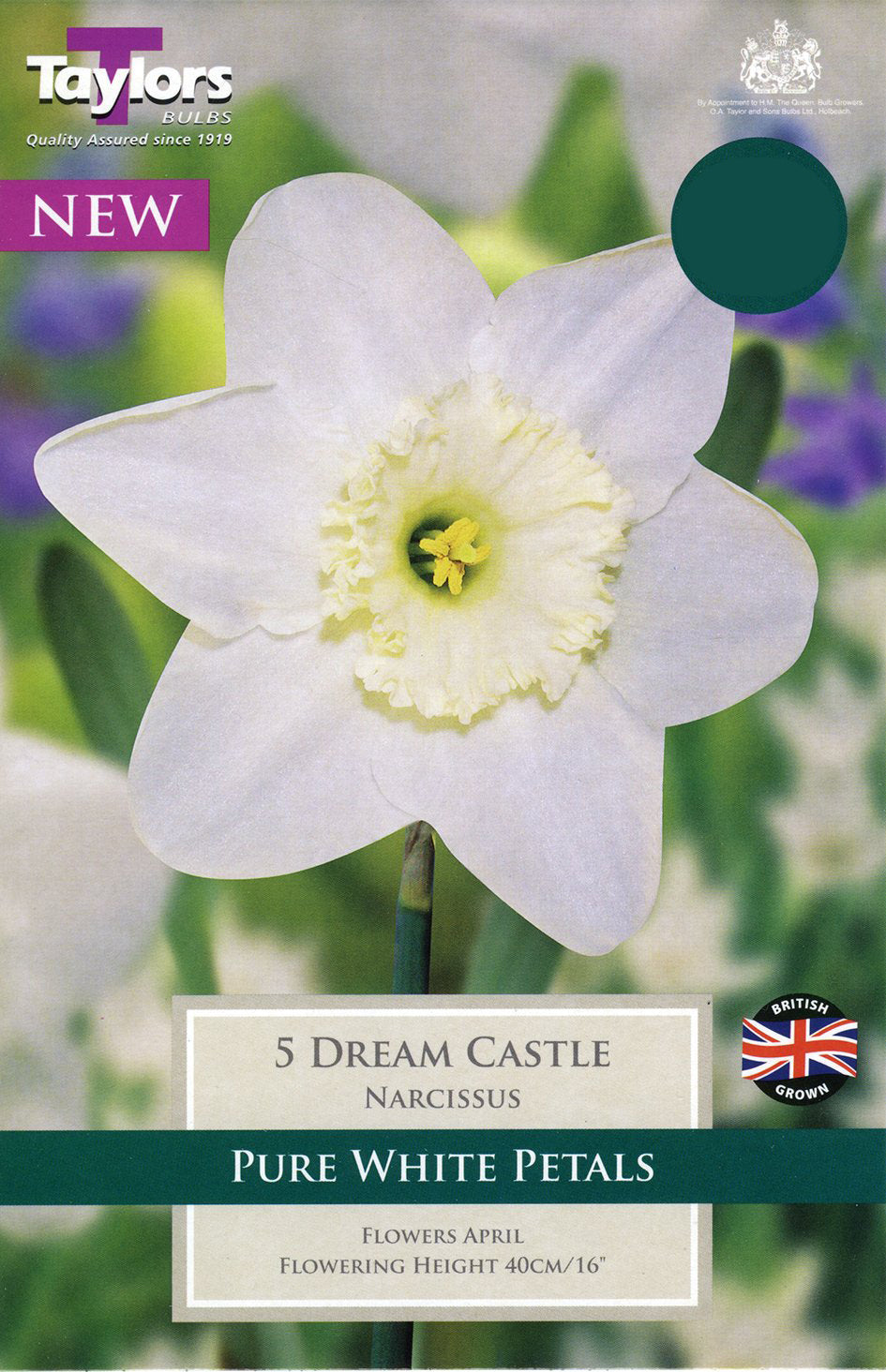 NARCISSUS DREAM CASTLE 7