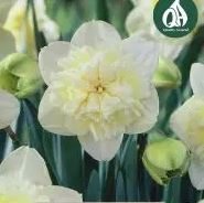 NARCISSI ICE KING CARRI-PACK