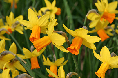 NARCISSI JETFIRE