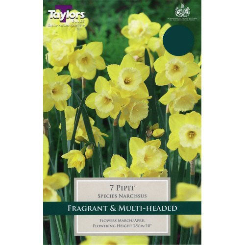 NARCISSI PIPIT