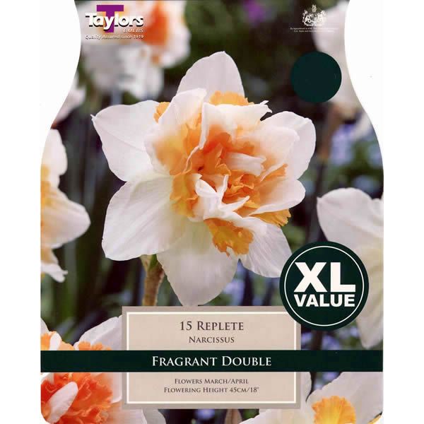 NARCISSUS REPLETE 10
