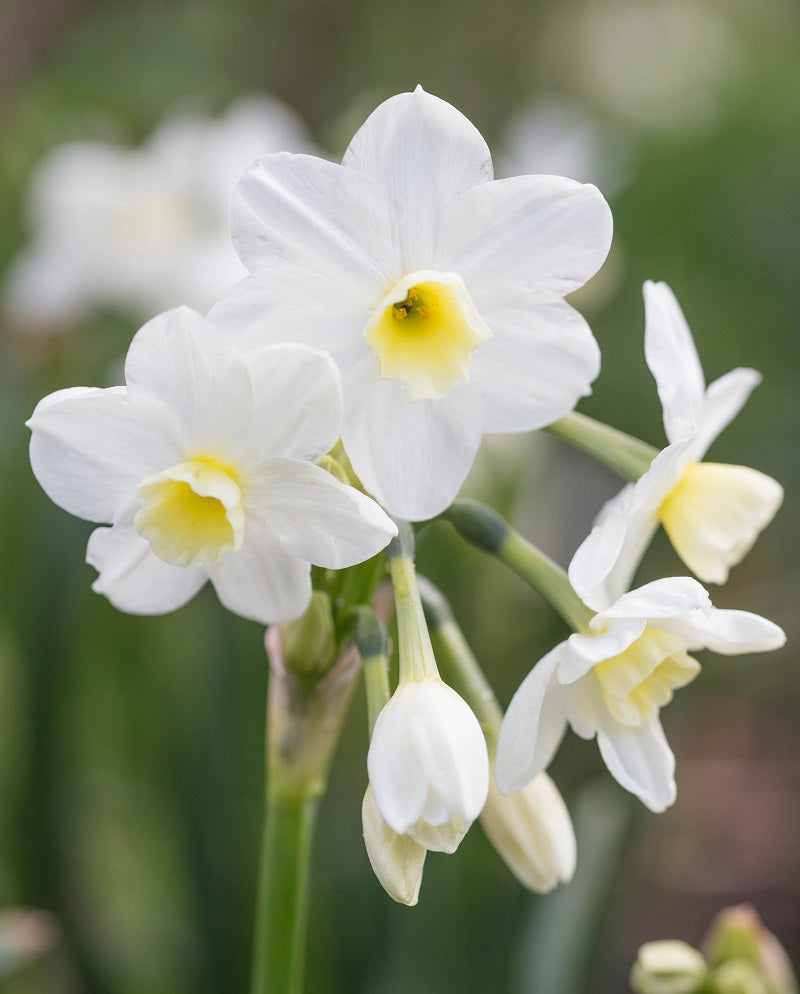NARCISSUS SILVER CHIMES 5