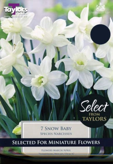 NARCISSUS ICE BABY 9