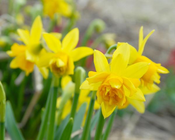 NARCISSUS TETE DE LUXE x 12