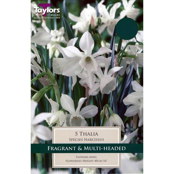 5 NARCISSI THALIA   PREPACK
