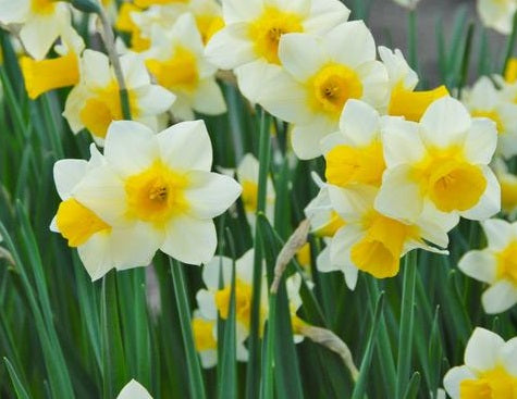 NARCISSUS GOLDEN ECHO X 10