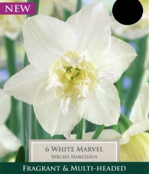 Daffodil Narcissus White Marvel (6 Bulbs)