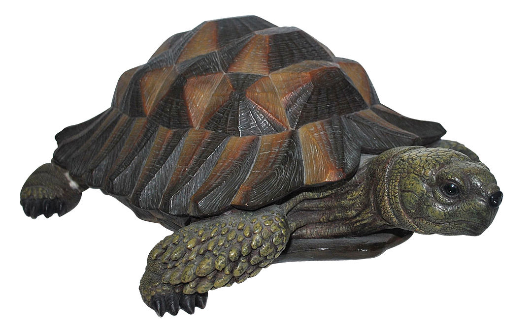 RL Hermann Tortoise B