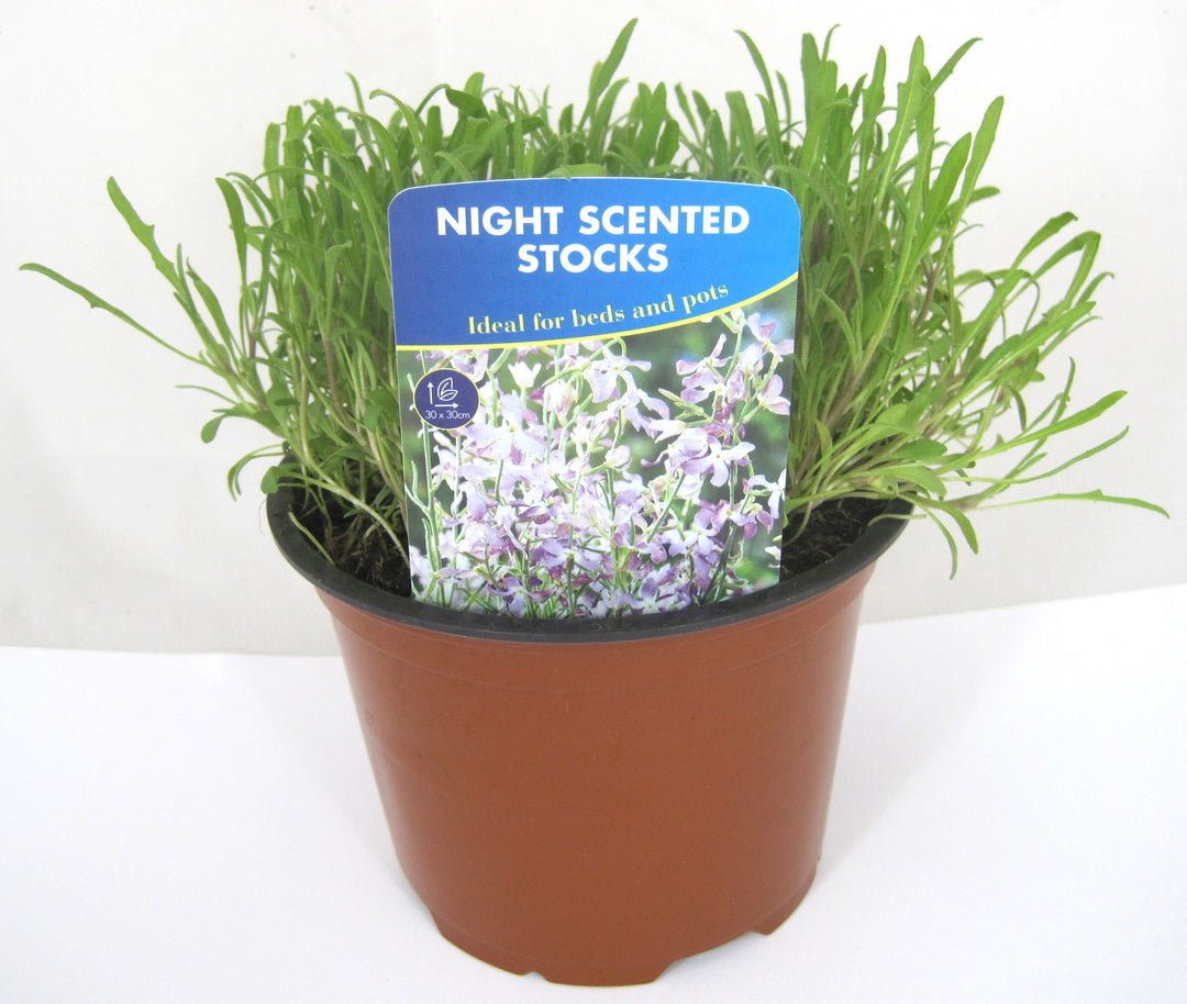 Night Scented Stock