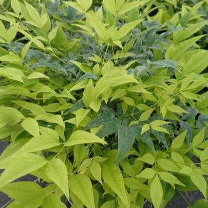 Nandina d Magical Lemon and Lime