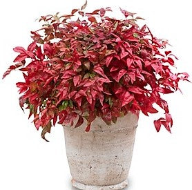 Nandina dom. Blush Pink