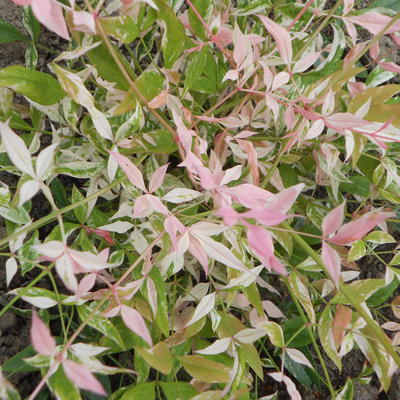 Nandina domestica Twilight