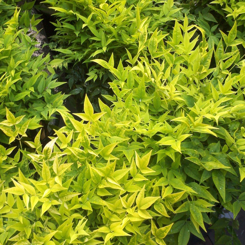 Nandina dom. Magical Lemon & Lime  4.5 Ltr pot