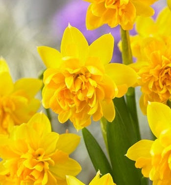Narcissus Du Tete Boucle - Bedding - Windyridge Garden Centre