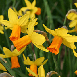 Narcissus Jetfire  P12