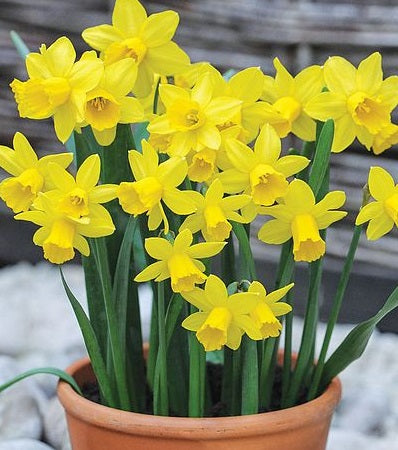 Narcissus Tete a Tete (H&G)  P9
