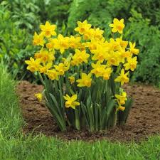 Tete a tete 3 in pot