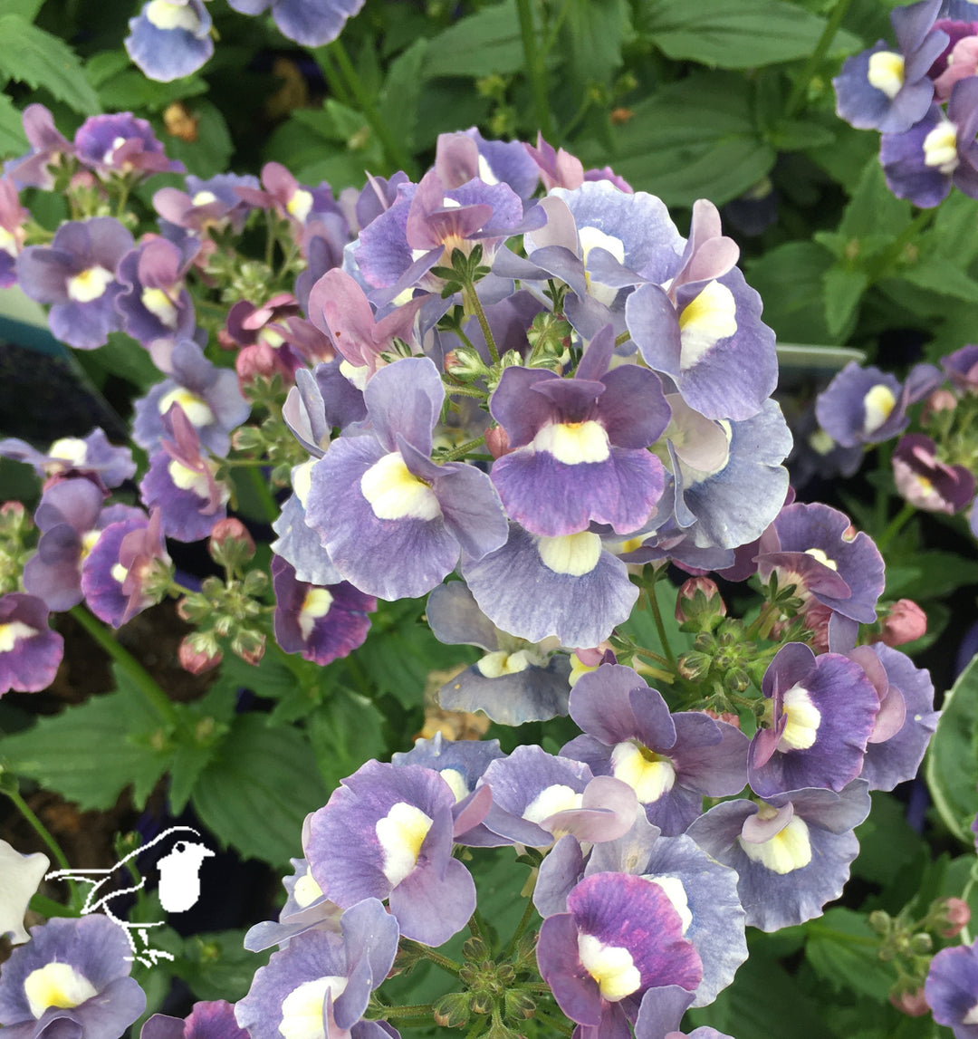 Nemesia Blue Rose