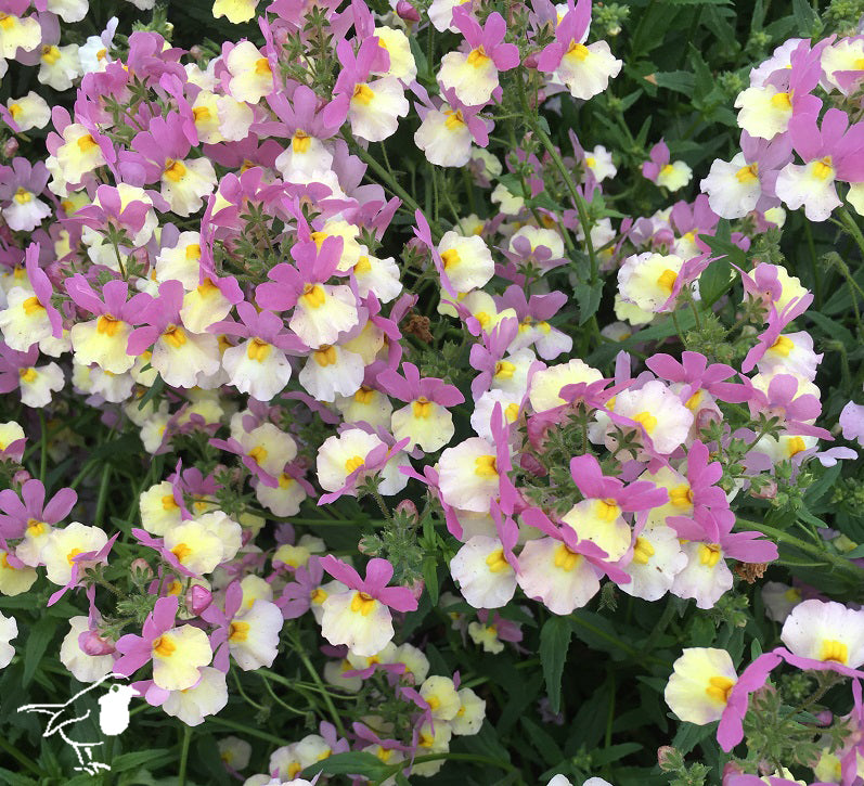 NEMESIA hyb. Pink Lemonade