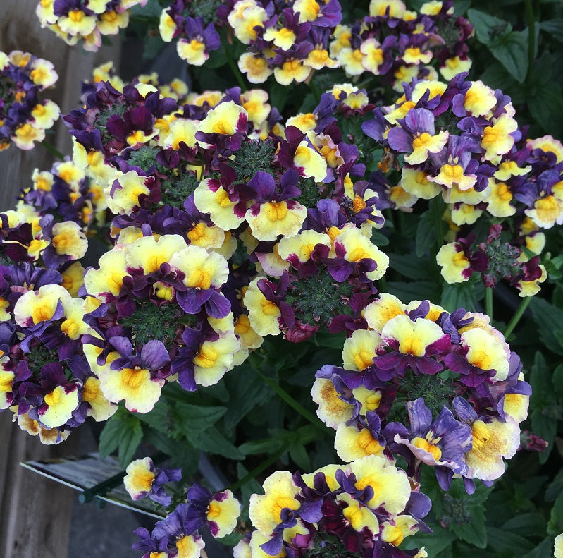 Nemesia Plums & Custard