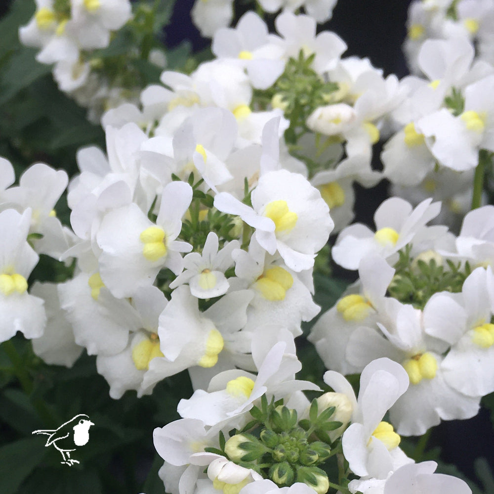Nemesia White Perfume 2L - Herbaceous - Windyridge Garden Centre